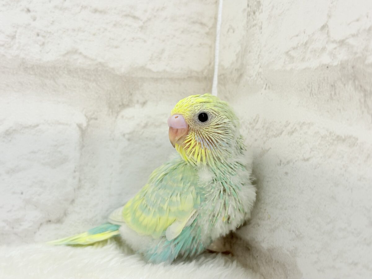 【最新画像更新🪄】ポップなメロンソーダちゃん🐣🍈セキセイインコ(パステルカラーレインボー) ヒナ セキセイインコ
