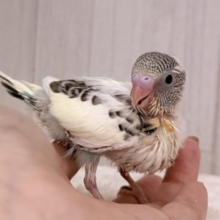 キャラクター性のある明るい性格のセキセイインコのヒナ(クリームハルクイン)入荷しました💕