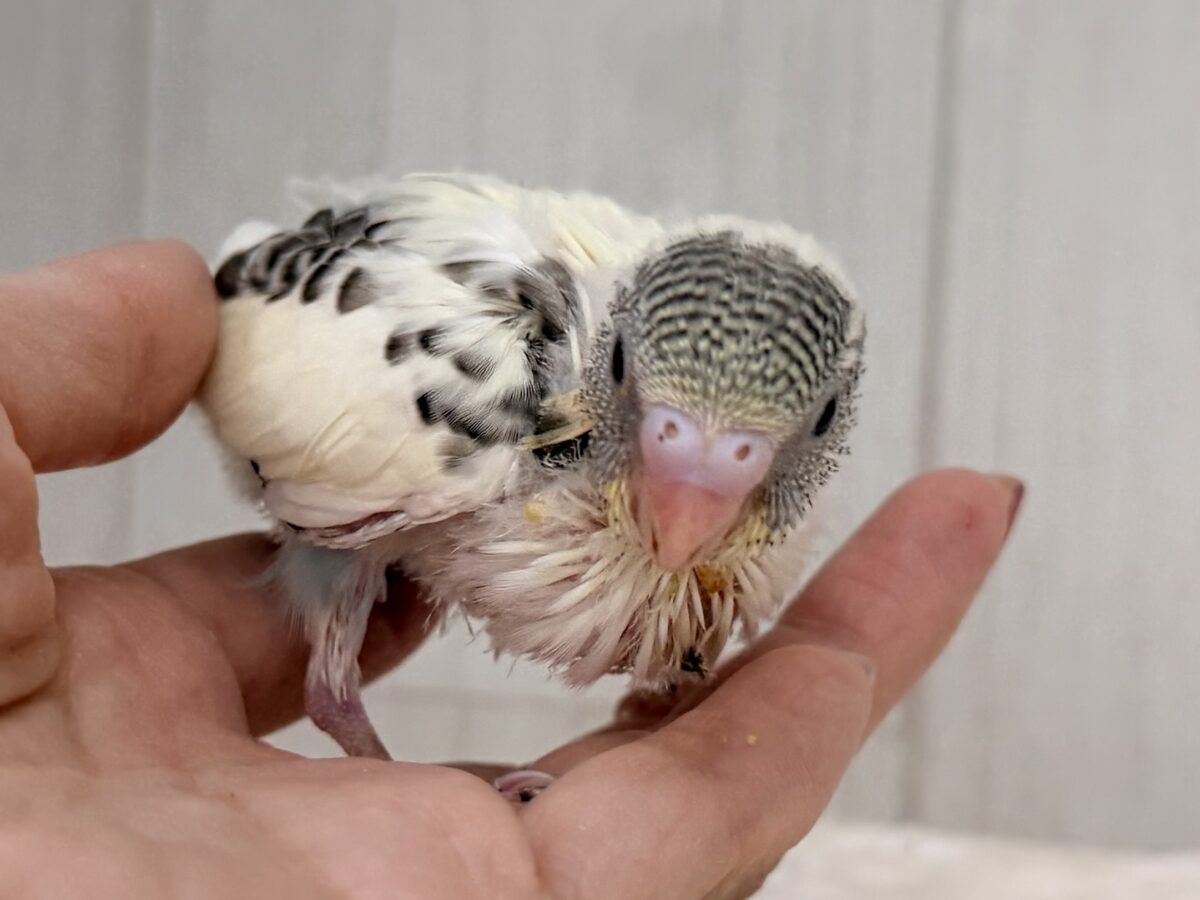 セキセイインコ