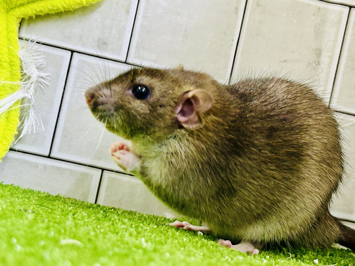 ファンシーラット