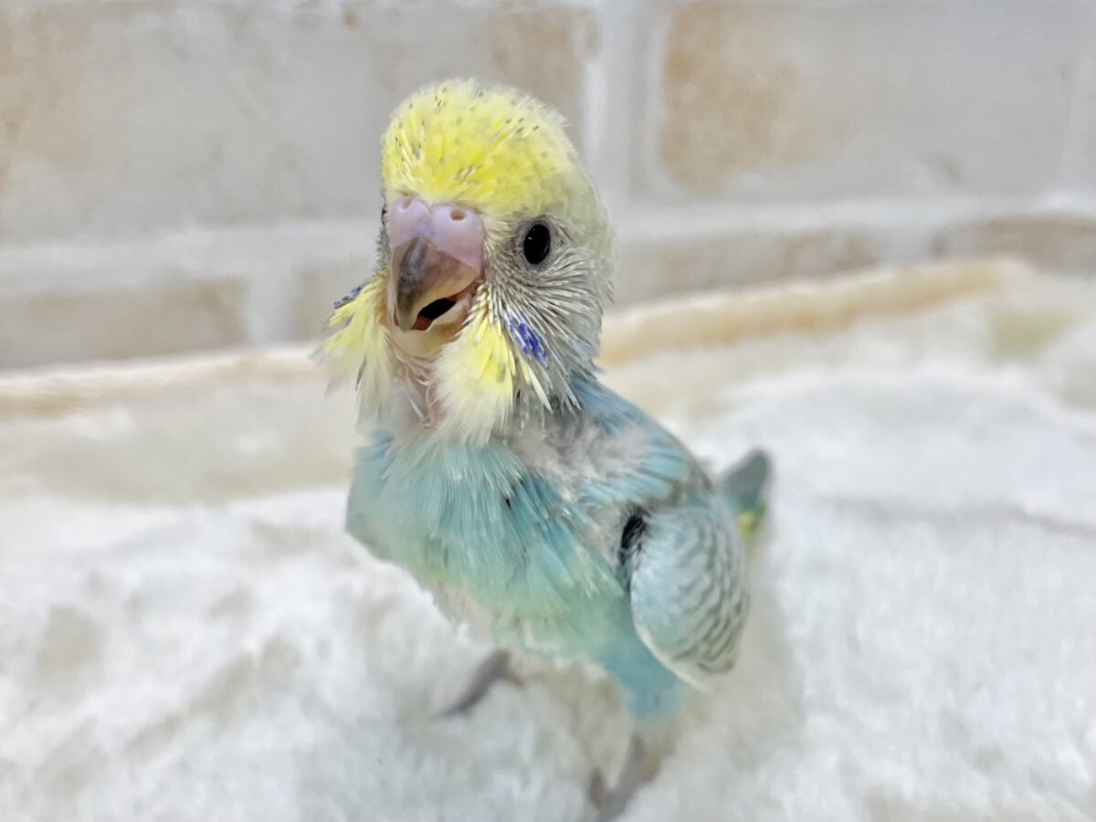 セキセイインコ
