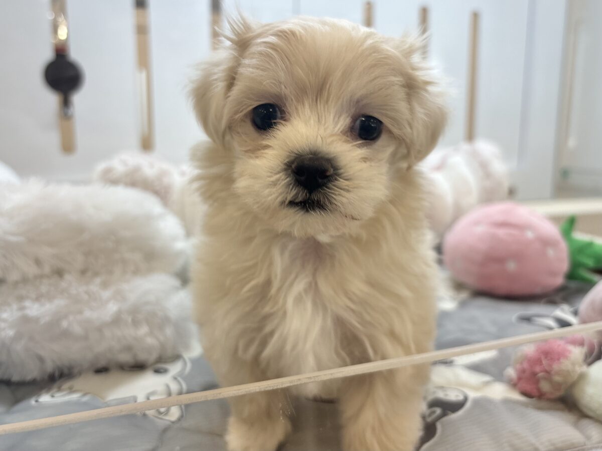 全身でアピールさせてもらいます！マルプーちゃん！