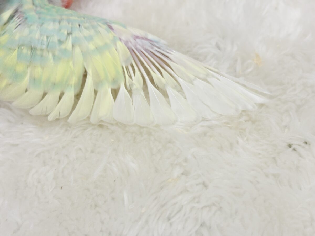 【最新画像更新🪄】ポップなメロンソーダちゃん🐣🍈セキセイインコ(パステルカラーレインボー) ヒナ セキセイインコ
