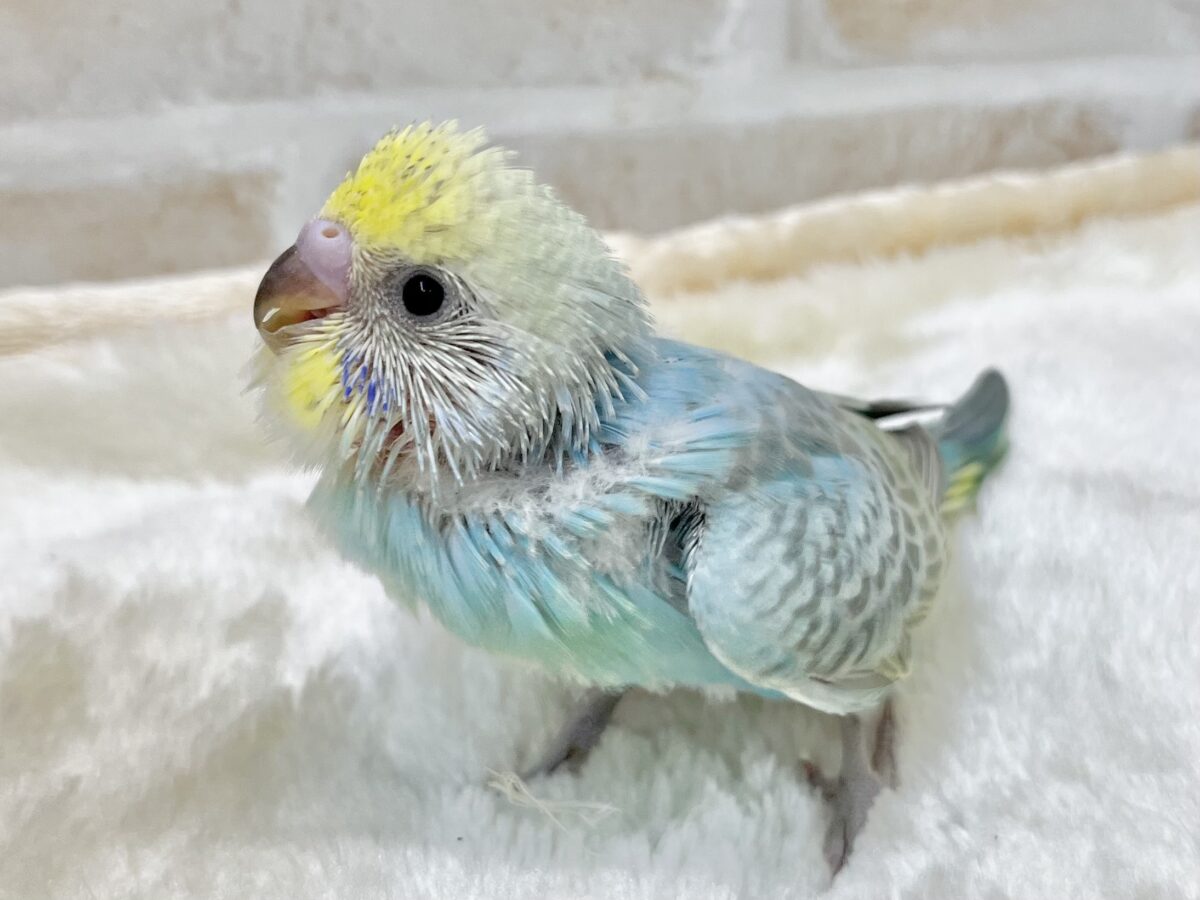 セキセイインコ