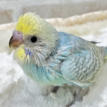 王道人気のレインボー🌈✨　セキセイインコ（パステルレインボー）