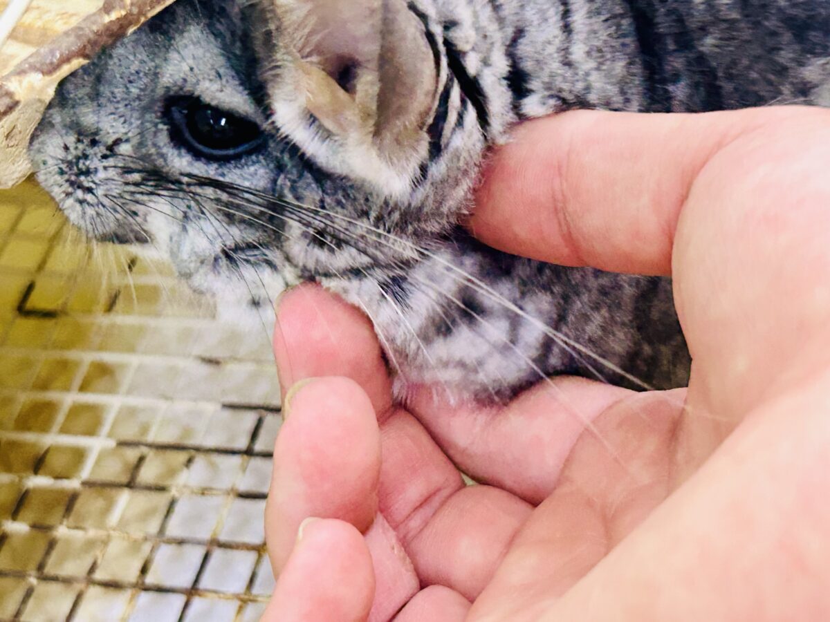 チンチラ