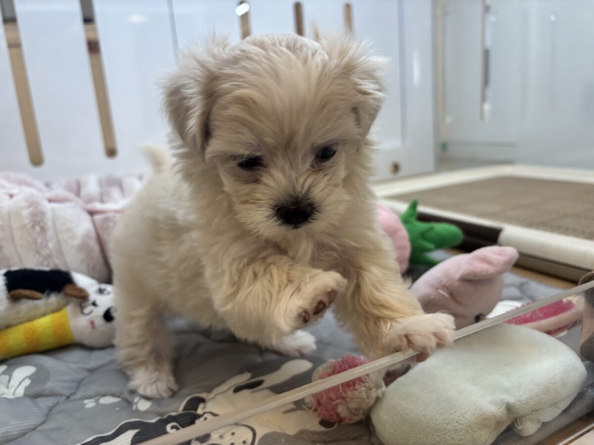 マルプー