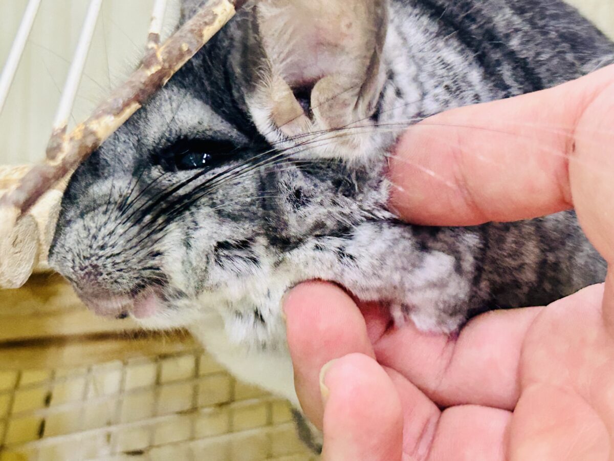 チンチラ