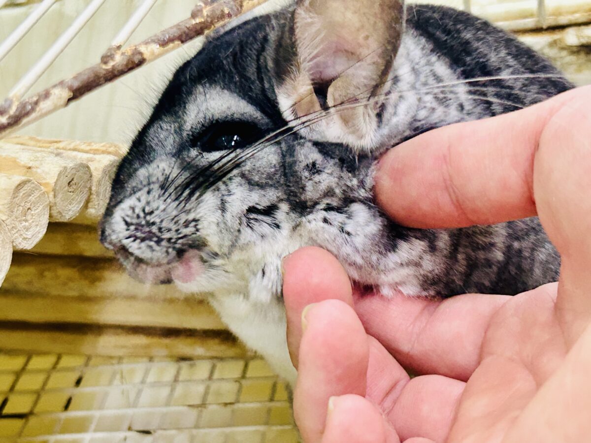 チンチラ