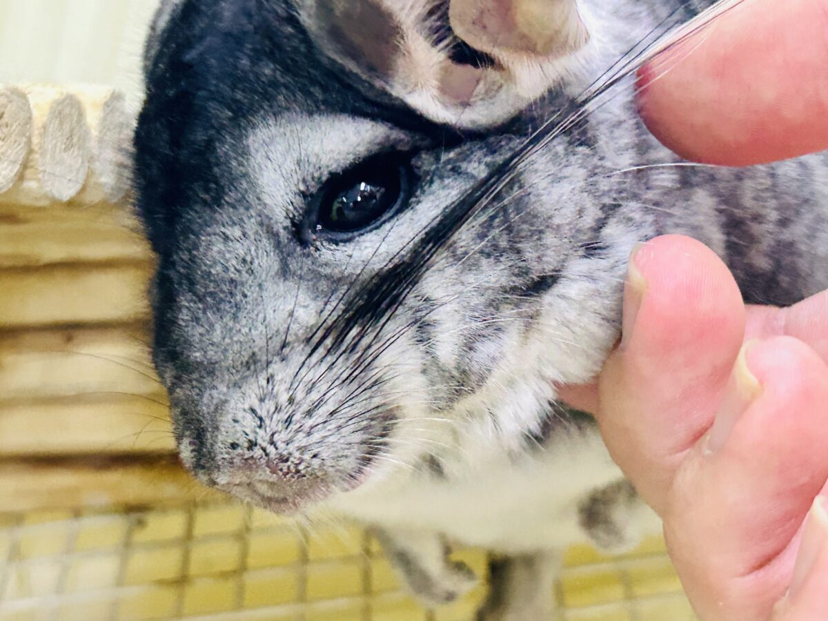 チンチラ