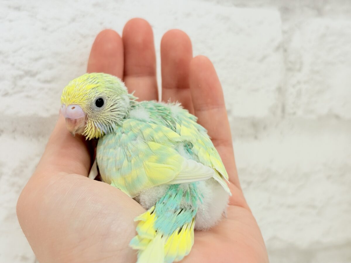 セキセイインコ