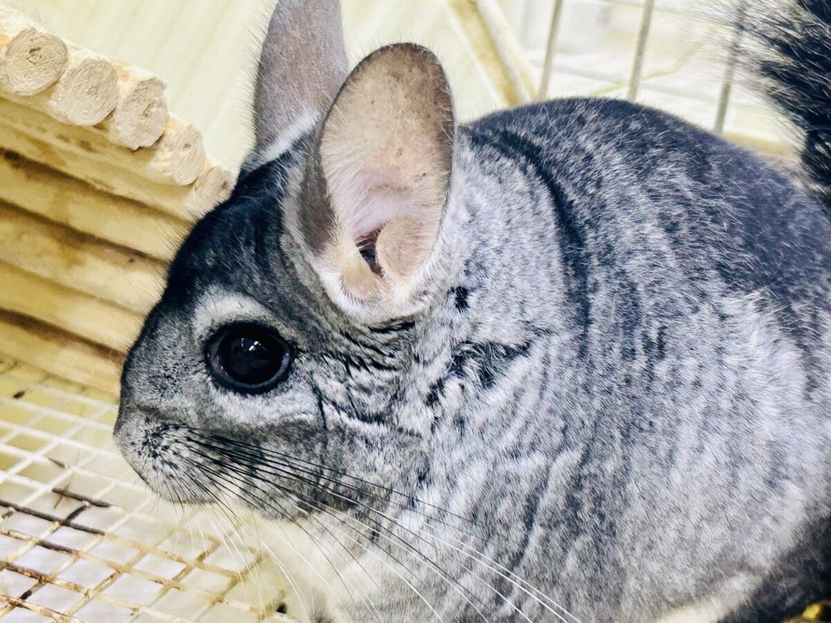 チンチラ