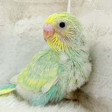 ポップなメロンソーダちゃん🐣🍈セキセイインコ(パステルカラーレインボー) ヒナ