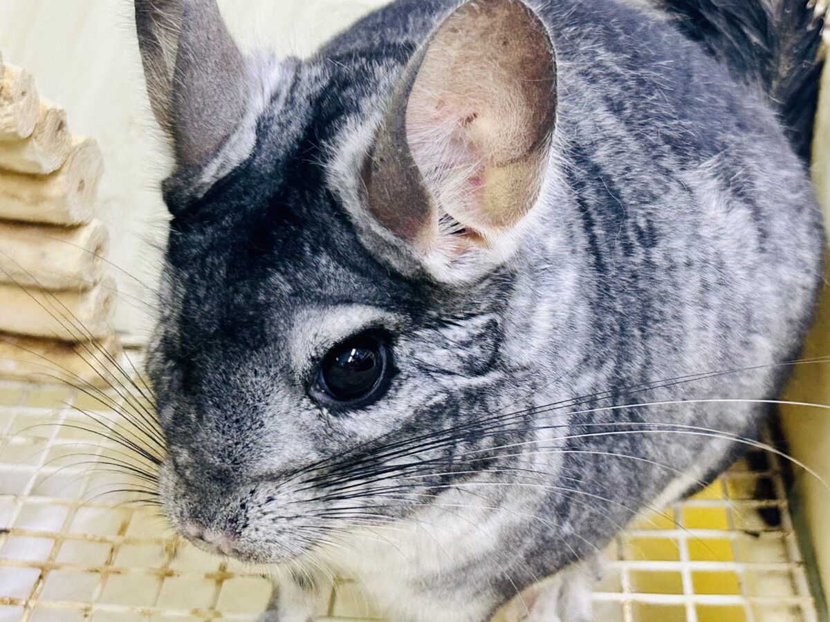 チンチラ