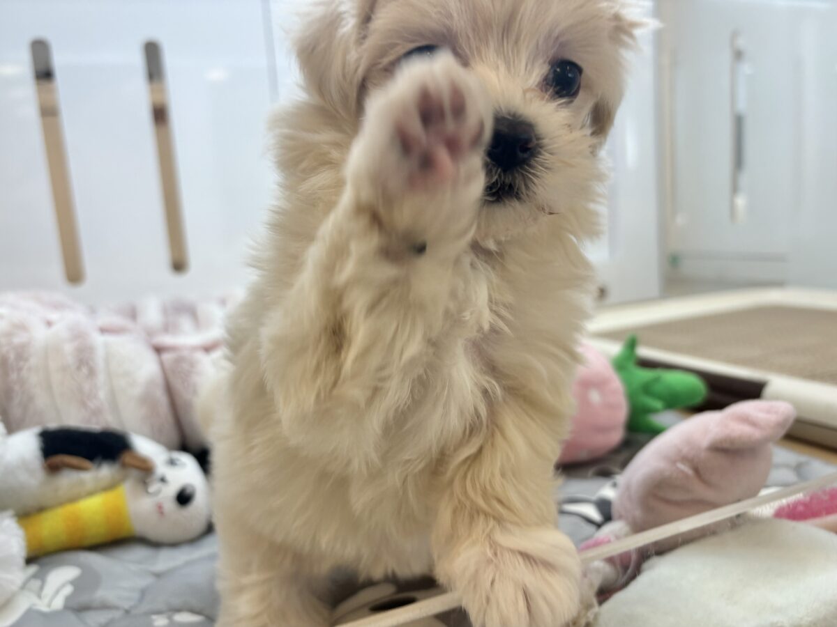マルプー
