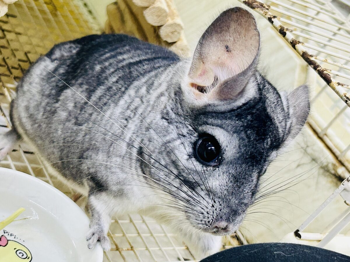 チンチラ