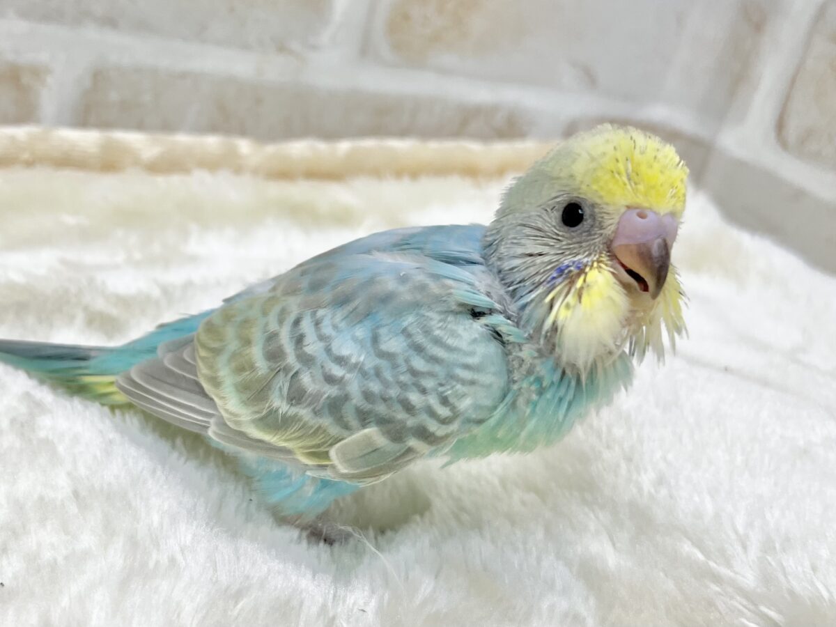 セキセイインコ