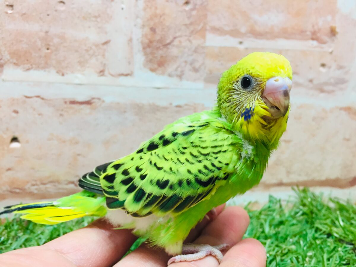 セキセイインコ