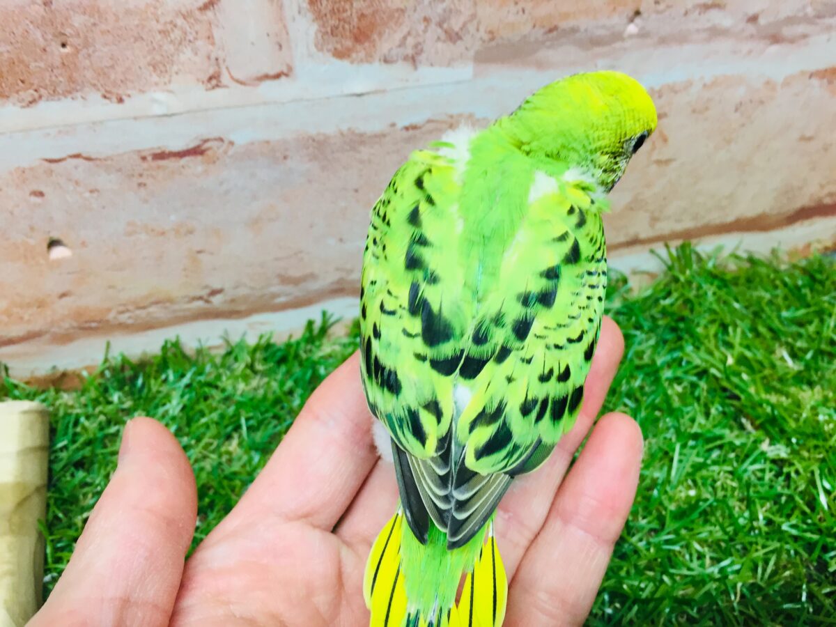 セキセイインコ