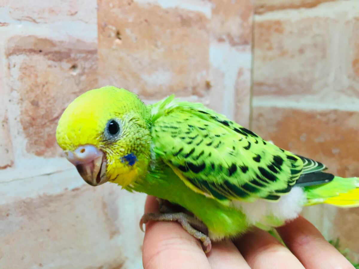 セキセイインコ