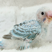 くりっときらっとおめめに注目🐣🫧セキセイインコ(オパーリン) ヒナ
