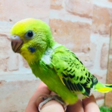 💚💚オパーリンカラーのセキセイちゃんがやってきましたよ～💚💚