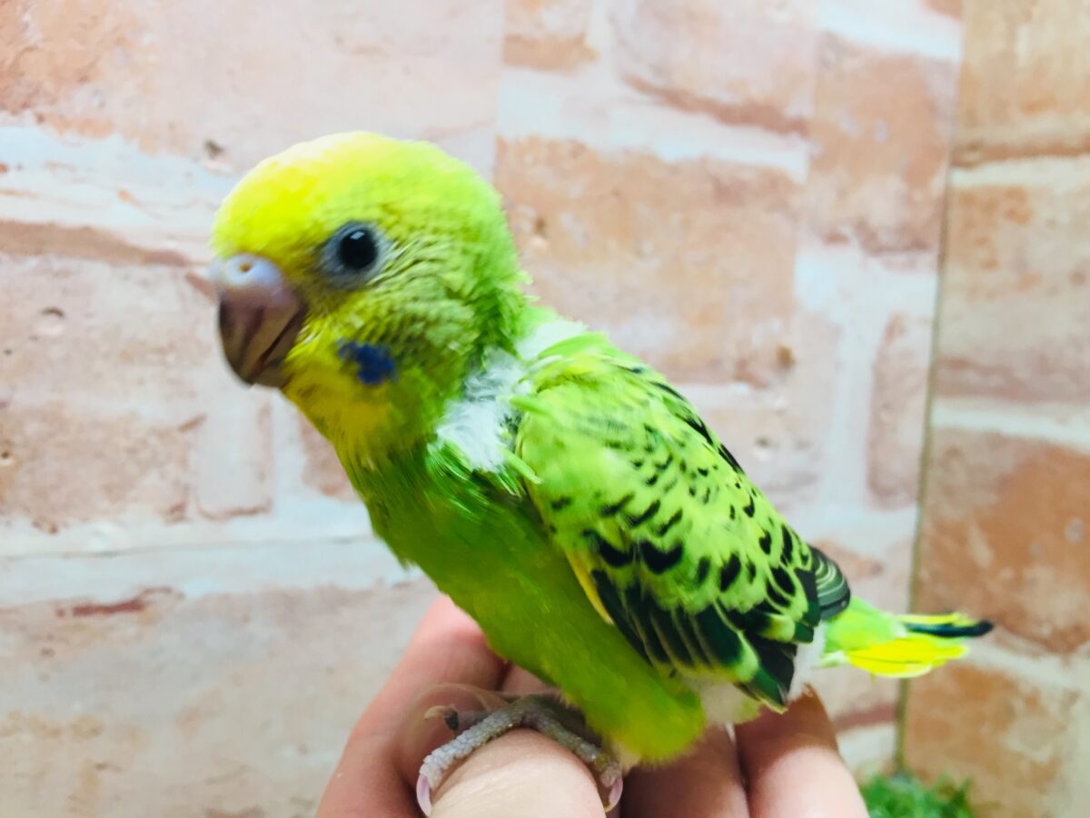 💚💚オパーリンカラーのセキセイちゃんがやってきましたよ～💚💚