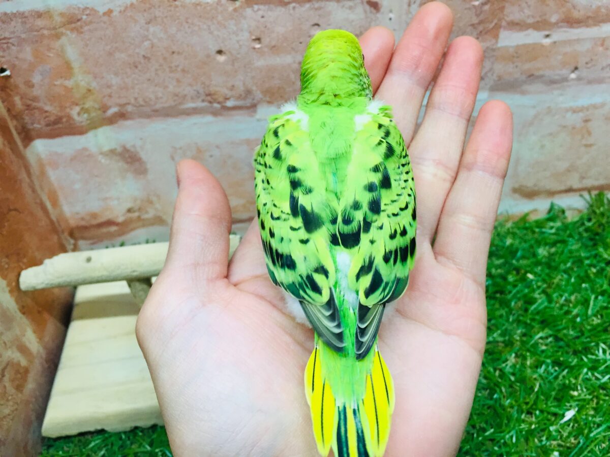 セキセイインコ