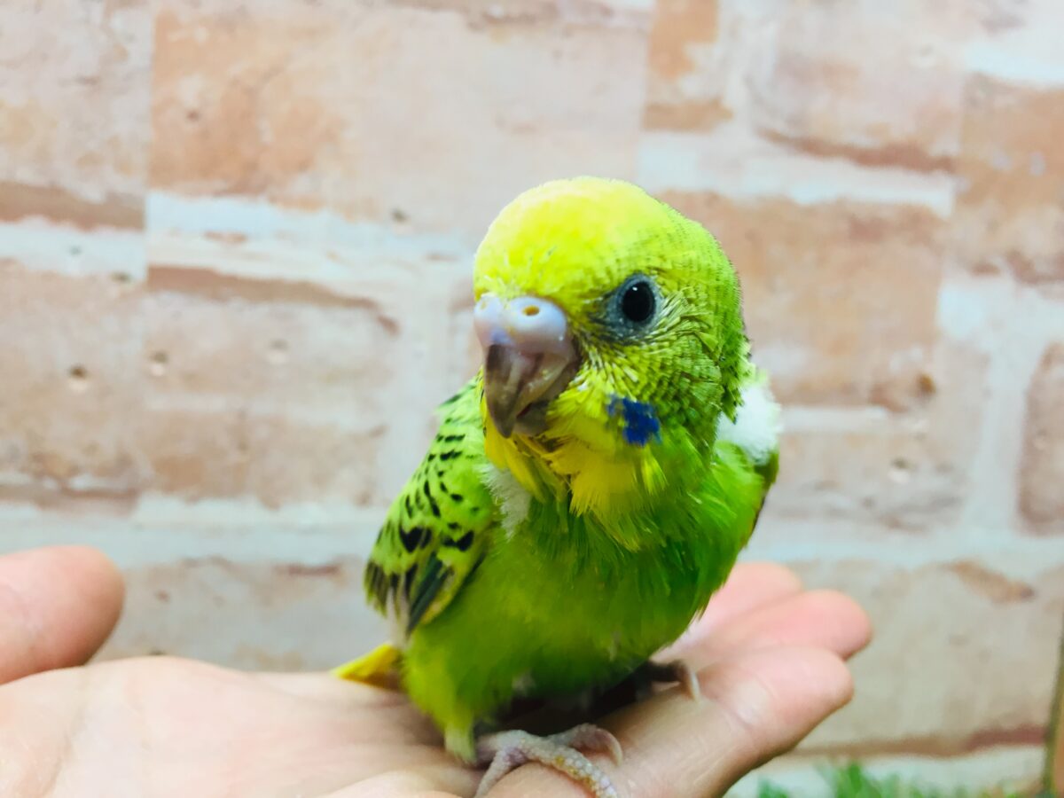 セキセイインコ