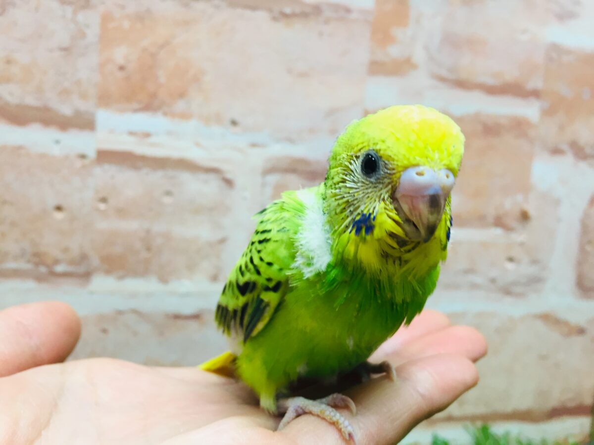 セキセイインコ