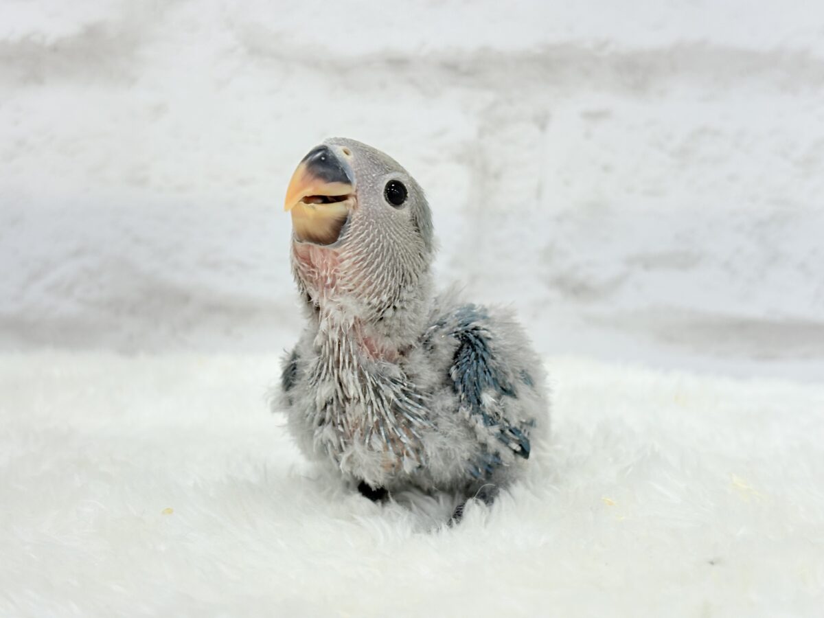 コザクラインコ（小桜インコ）