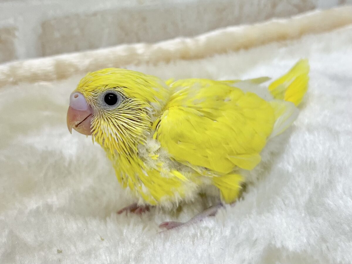 セキセイインコ