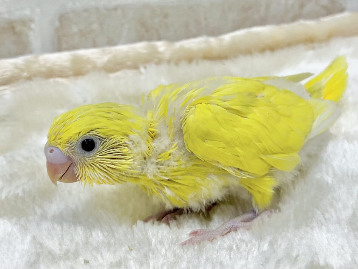 セキセイインコ