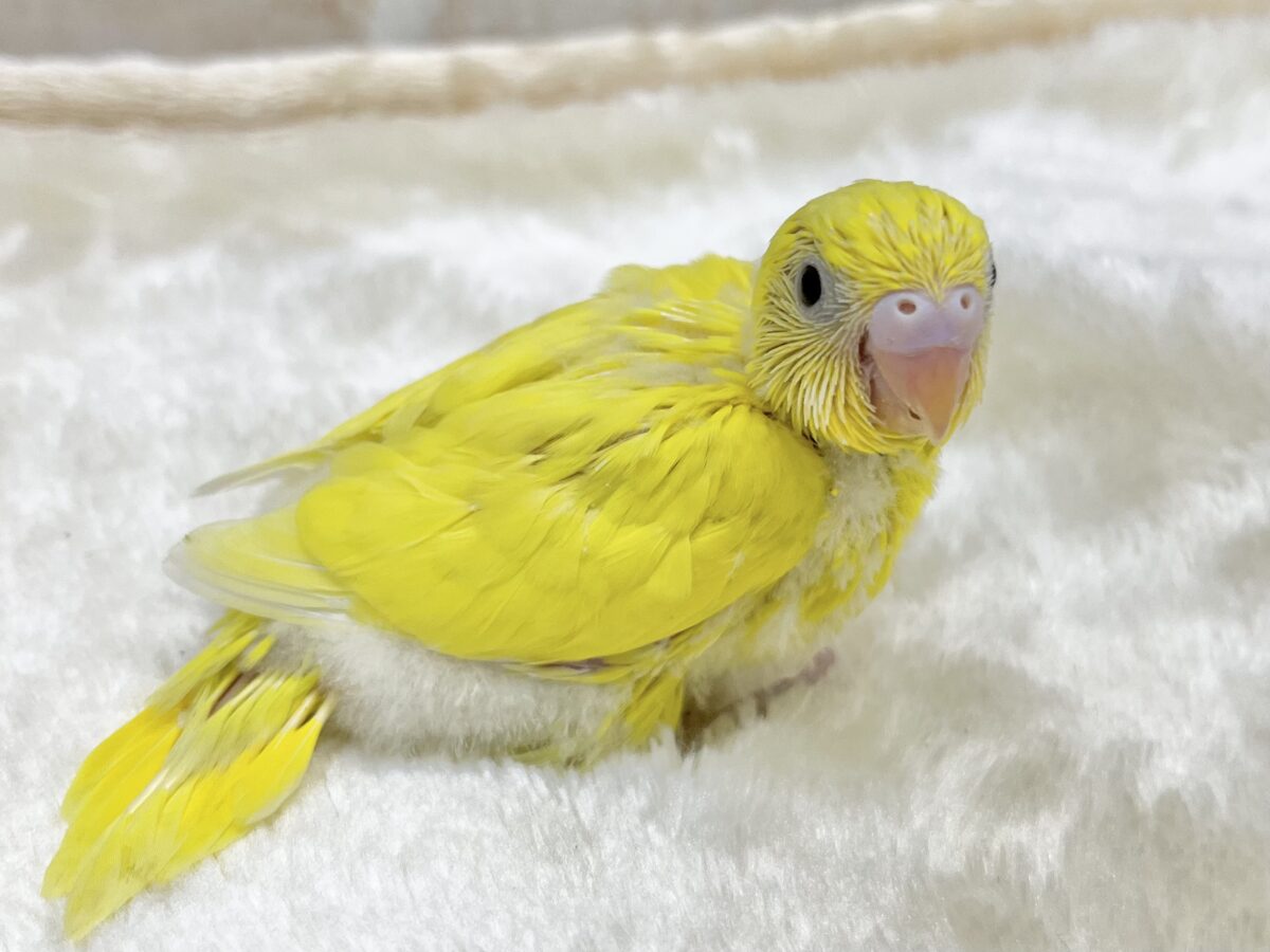 セキセイインコ