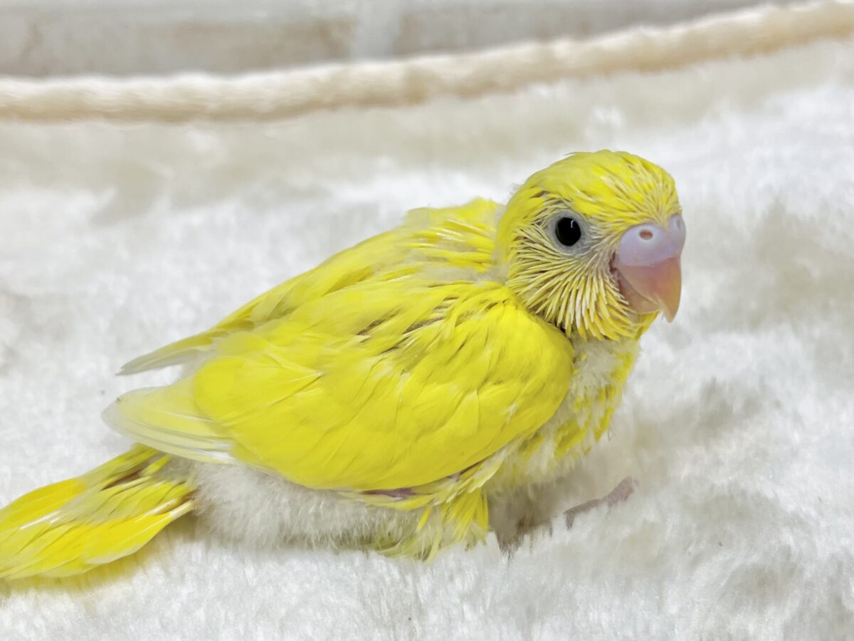 セキセイインコ