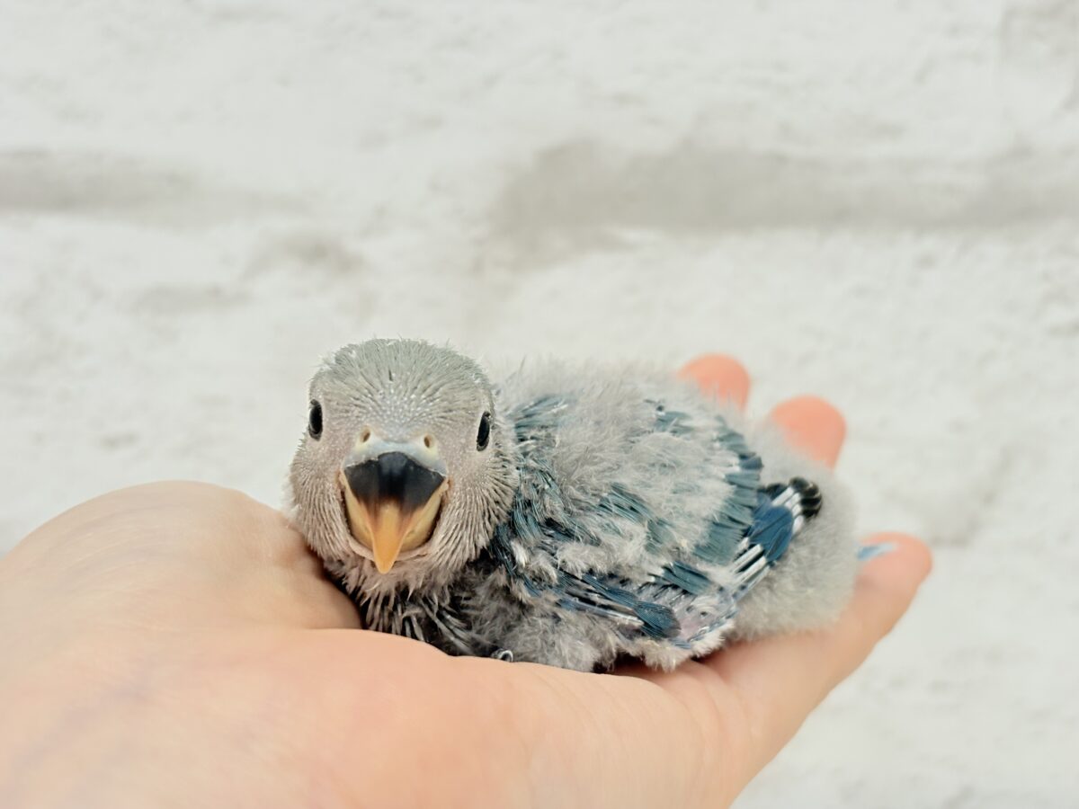 コザクラインコ（小桜インコ）