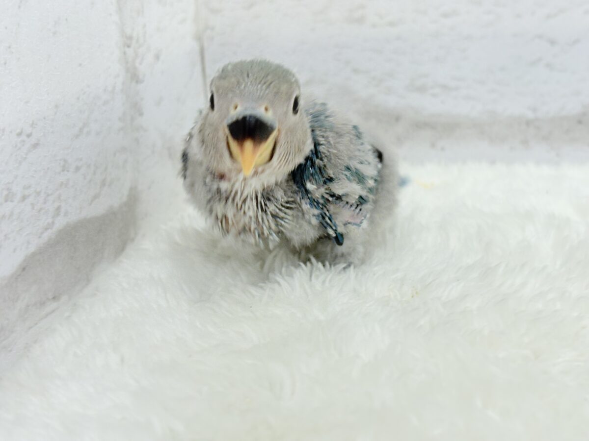 コザクラインコ（小桜インコ）