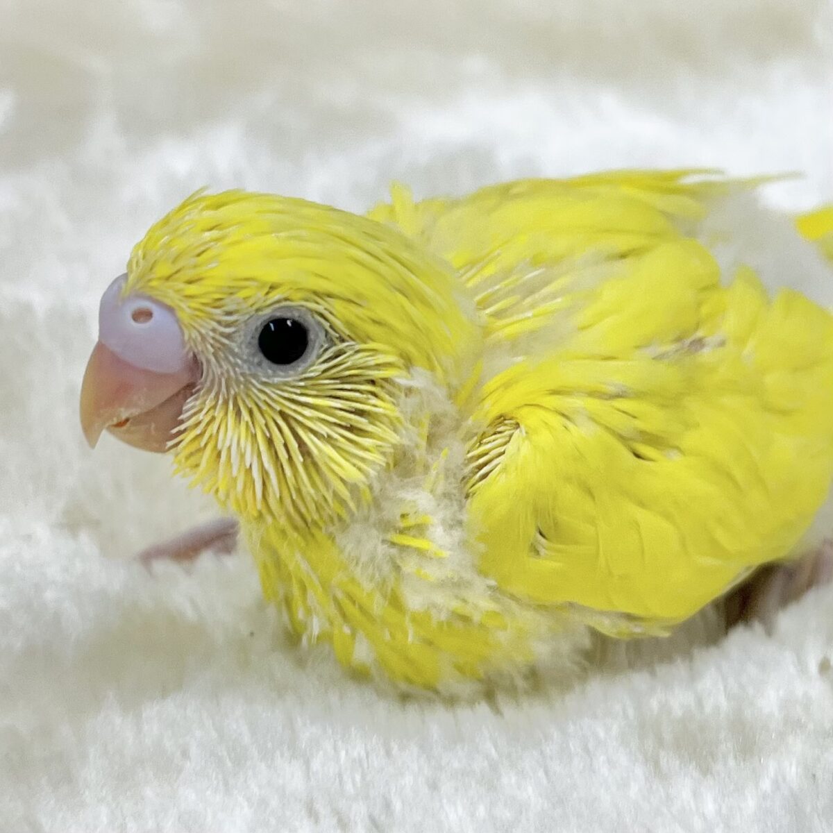 愛しのキイロちゃん🐥💫　セキセイインコ（ダブルファクター）