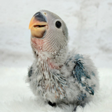 ふか〜い海の青さ広がる🐣🌊💫コザクラインコ(ブルーチェリー) ヒナ