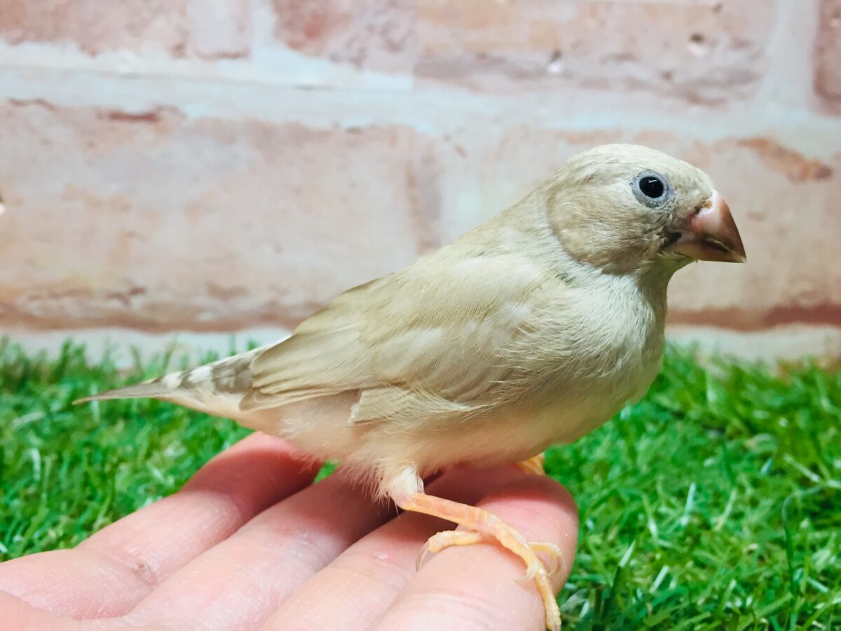 錦花鳥（キンカチョウ）