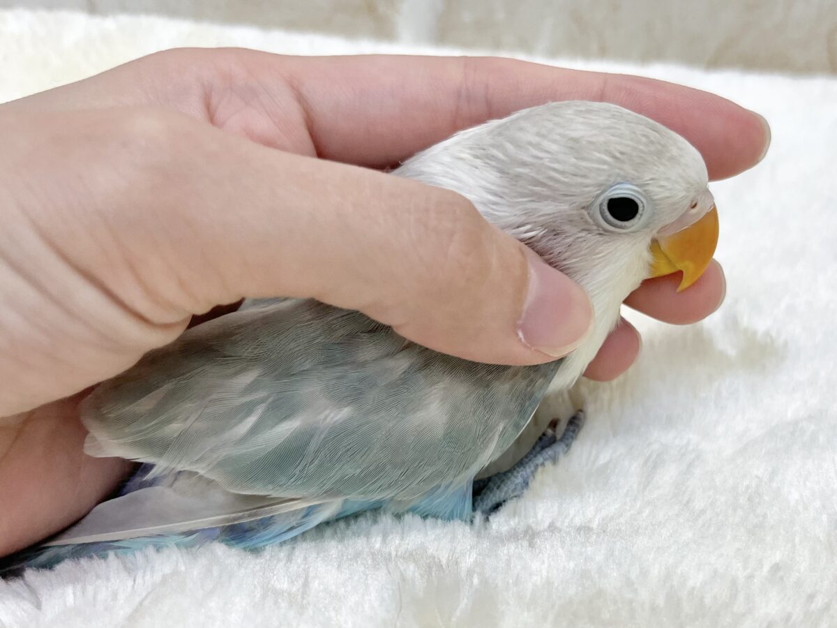 シロボタンインコ