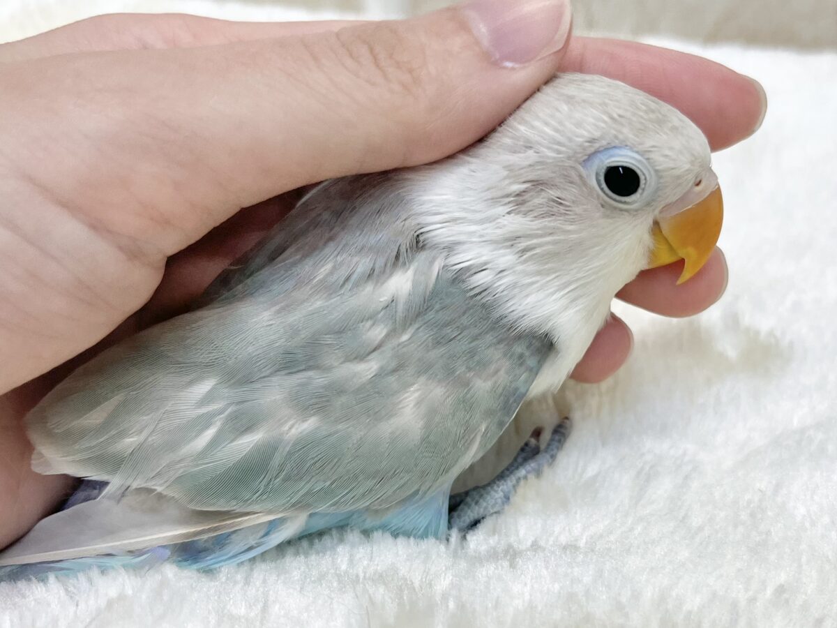シロボタンインコ