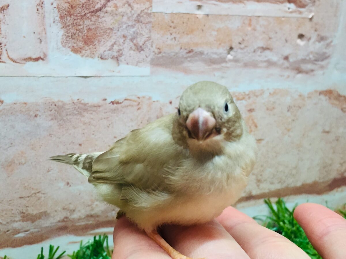 錦花鳥（キンカチョウ）