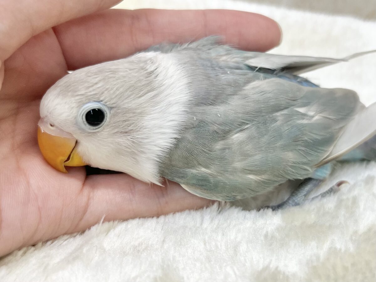 シロボタンインコ