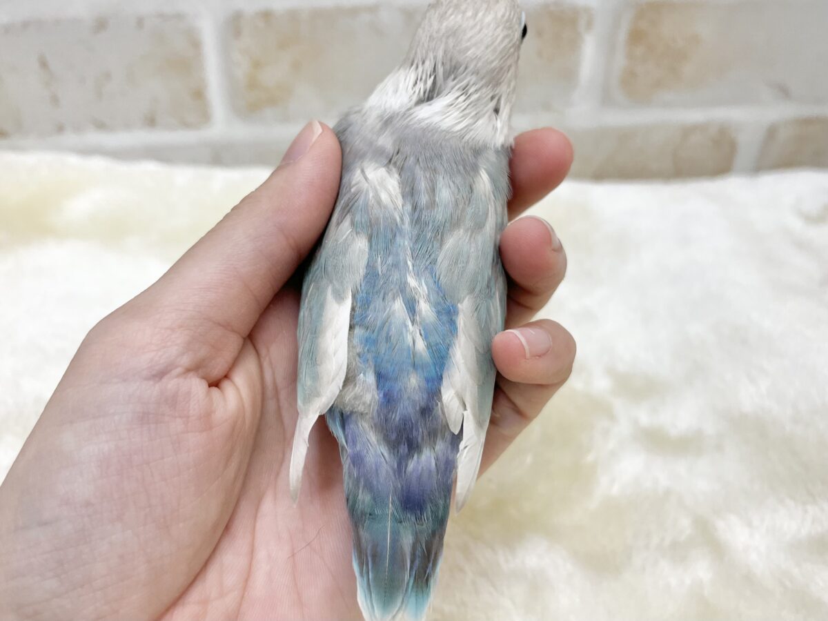 シロボタンインコ