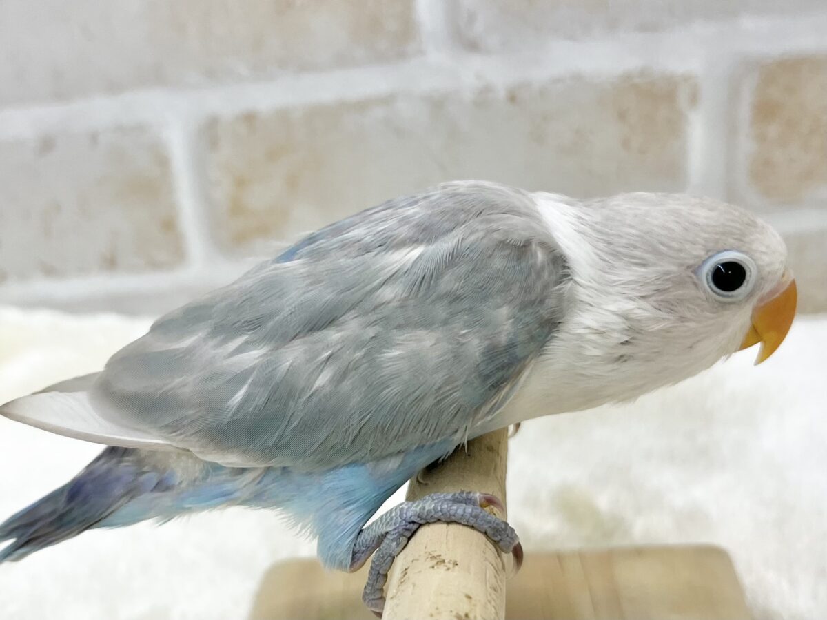 シロボタンインコ