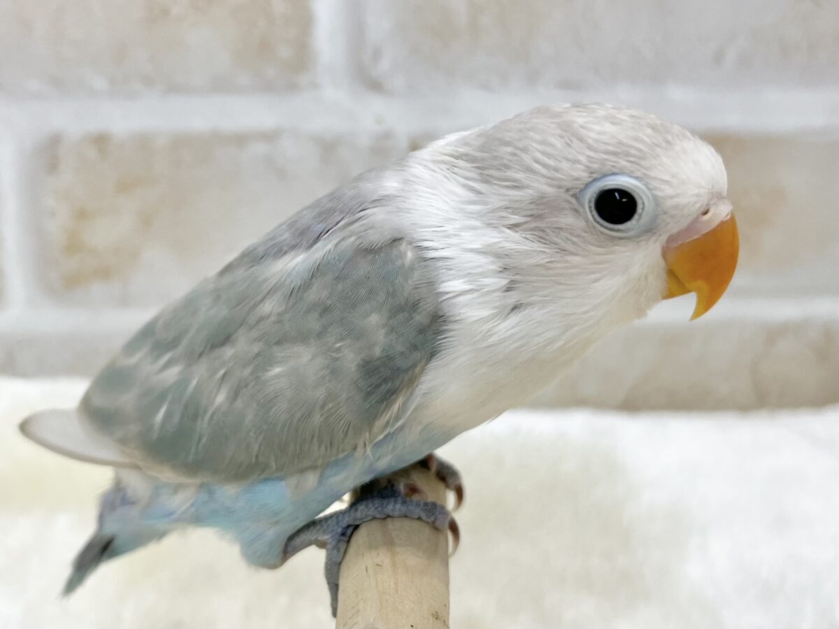 シロボタンインコ