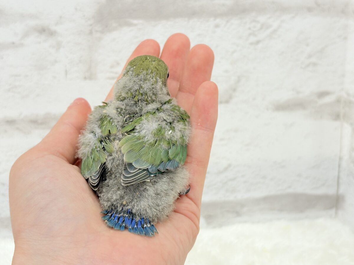 コザクラインコ（小桜インコ）
