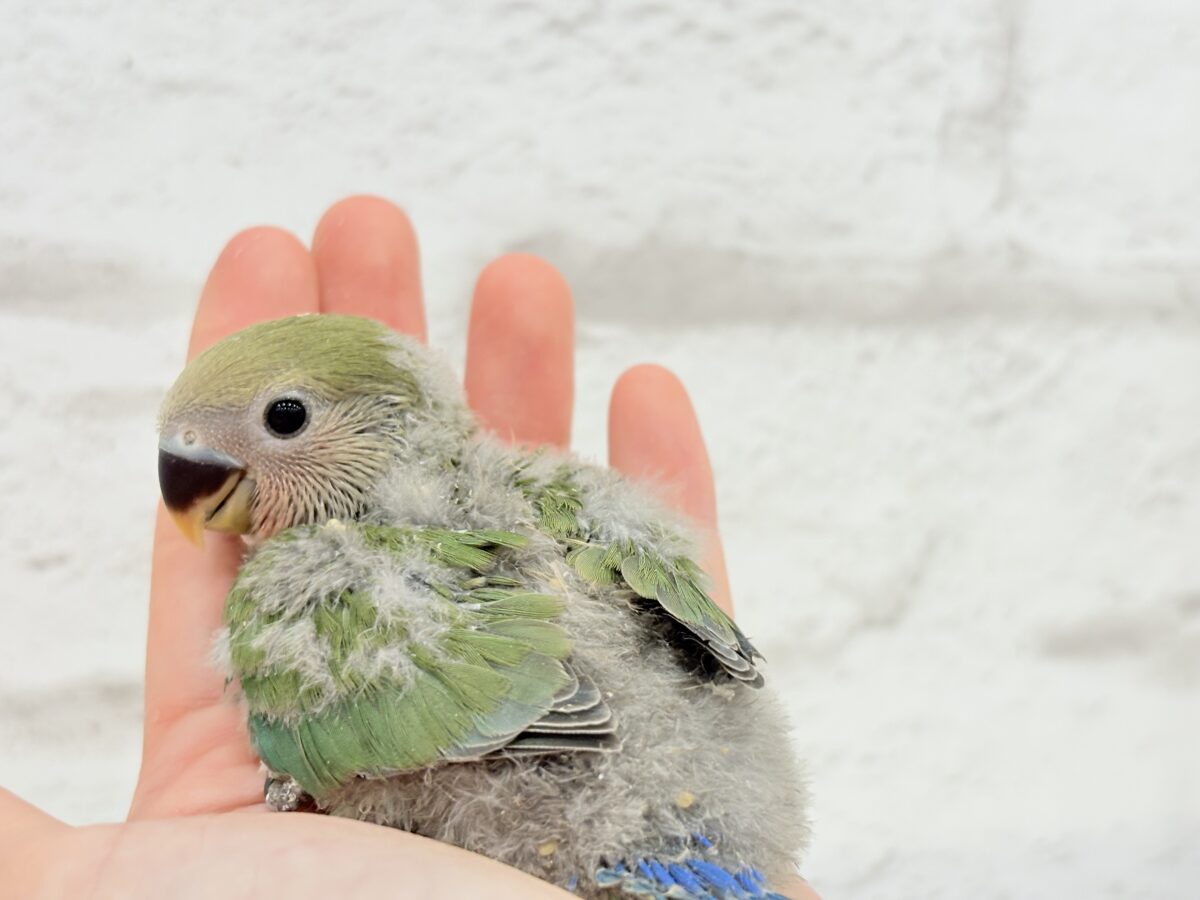 コザクラインコ（小桜インコ）
