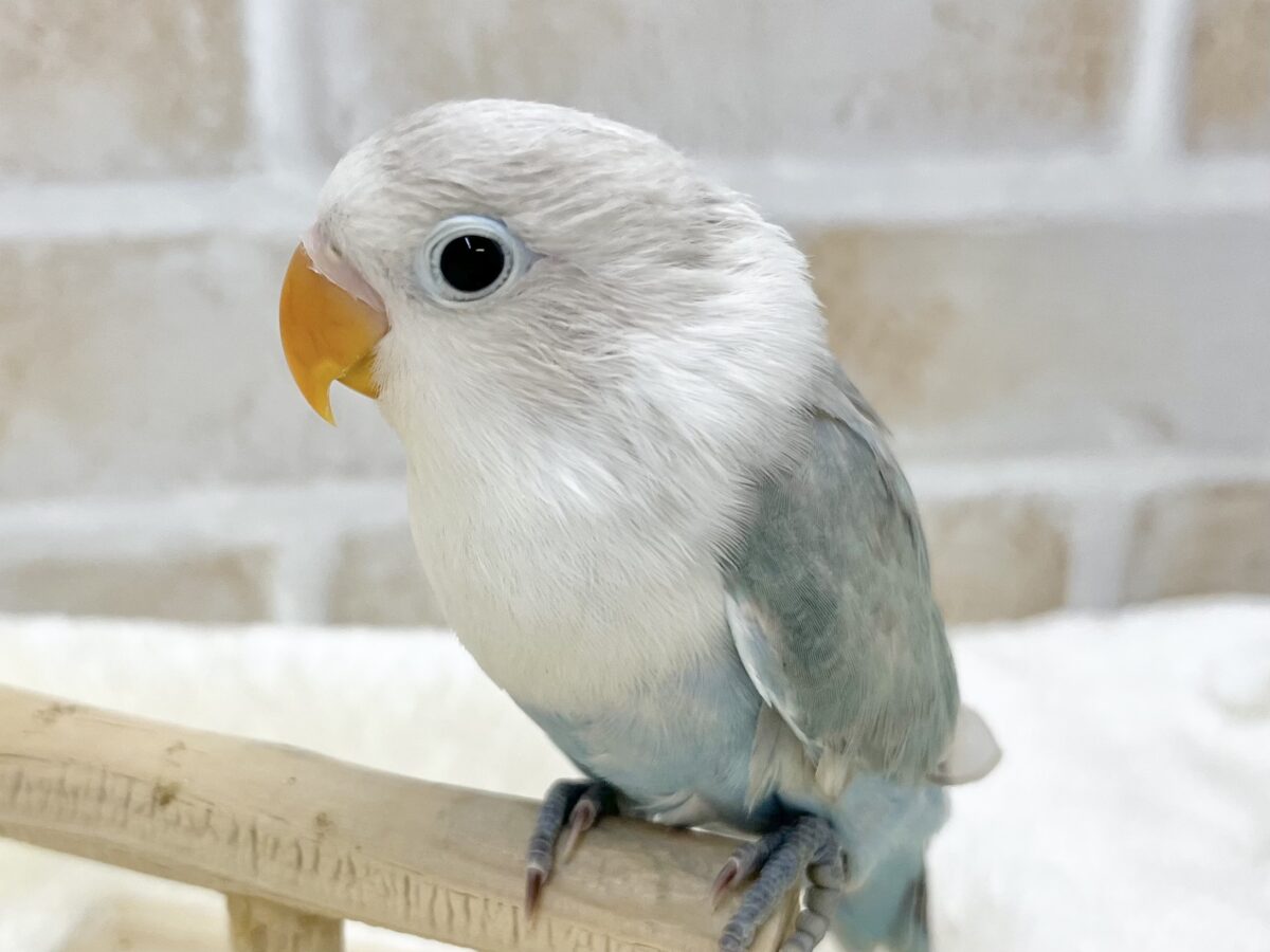 シロボタンインコ